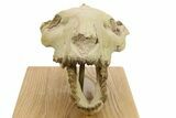 Fossil Oreodont (Merycoidodon) Skull - South Dakota #284373-5